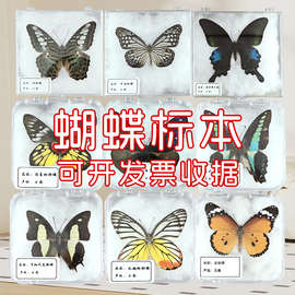 蝴蝶標本 自然科學(xué)教學(xué)中的生動課堂